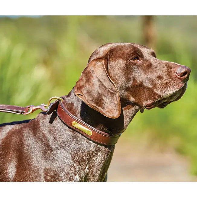 Weatherbeeta Padded Leather Dog Collar