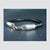 Jaroo Plaited Bracelet Plain W/S/Slv